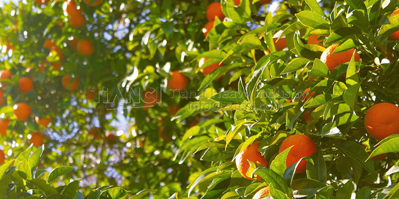 citrus trees